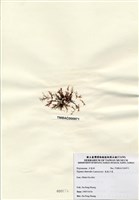 藏品(長枝沙菜)的圖片